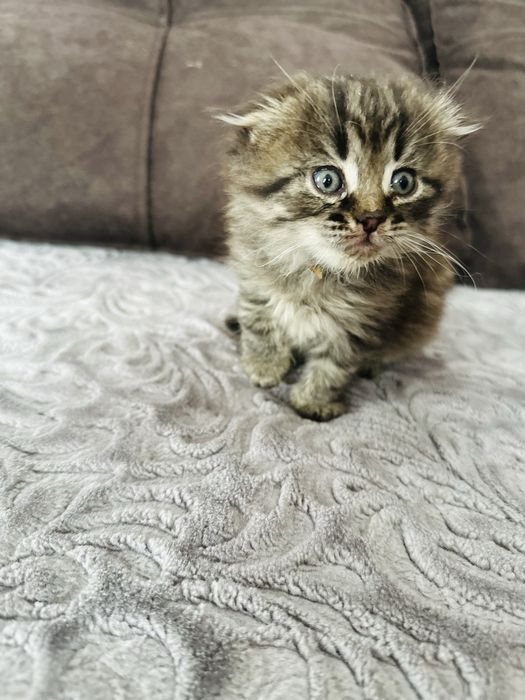 Шотландские вислоухие и прямоухие котята