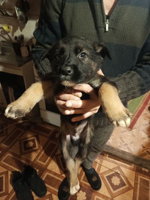 Продам щенка немецкой овчарки