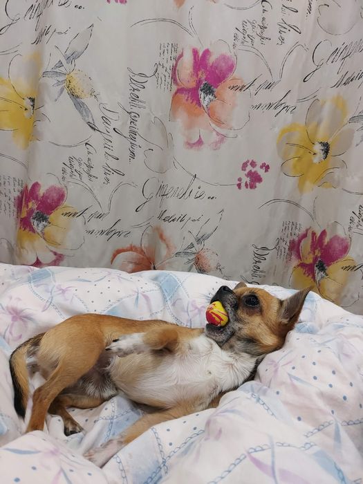 В'язка Чіхуа хуа