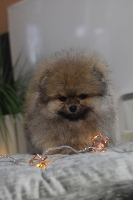 Чаріний хлопчик Померанець