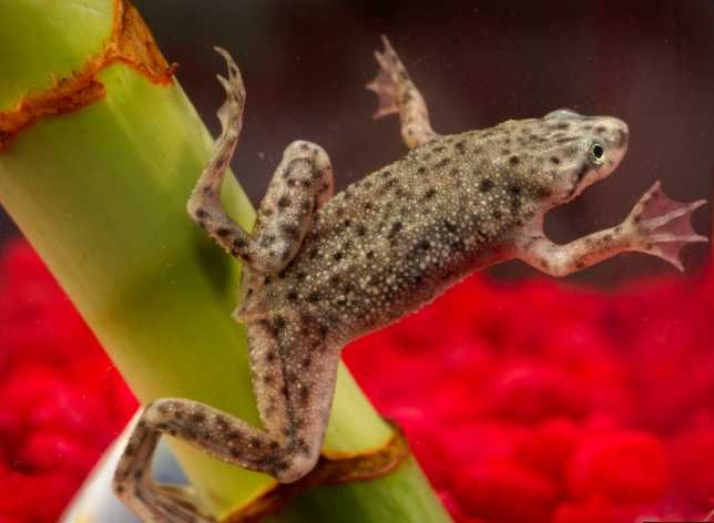 Hymenochirus boettgeri Karlik szponiasty