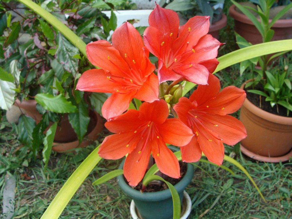 Распродажа. Лилия комнатная. Лилия Красная. Детки .