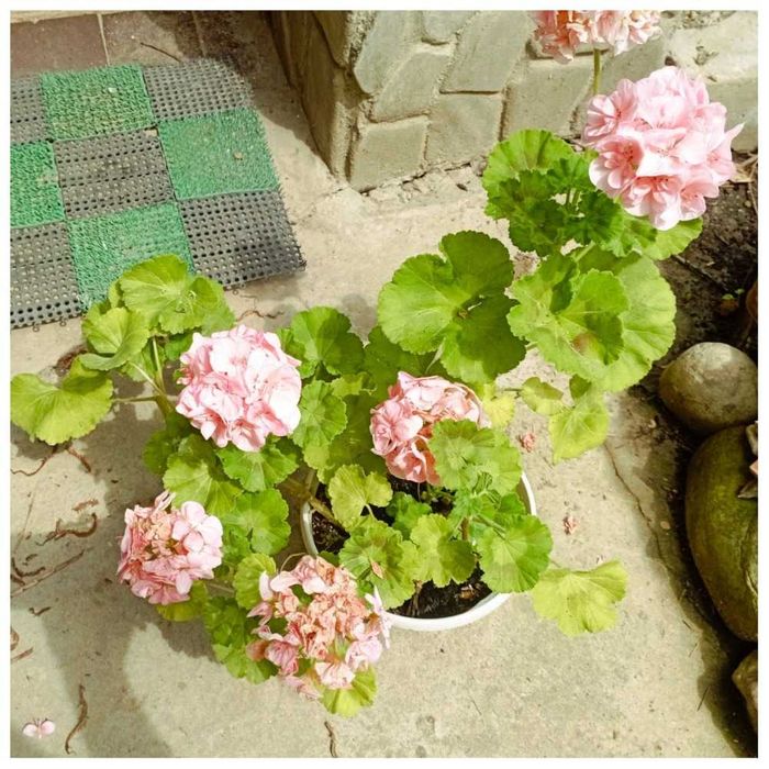 аспарагус  Апельсин кімнатний Кактус