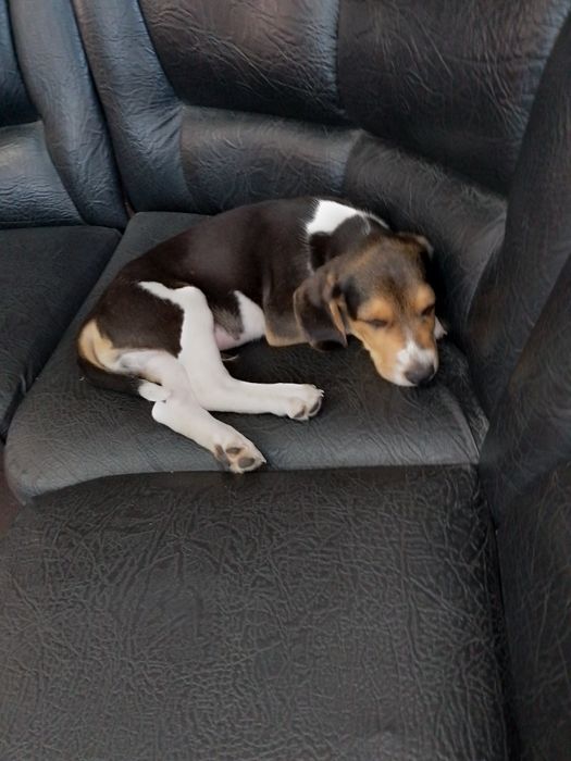 Бигль щенки бигль