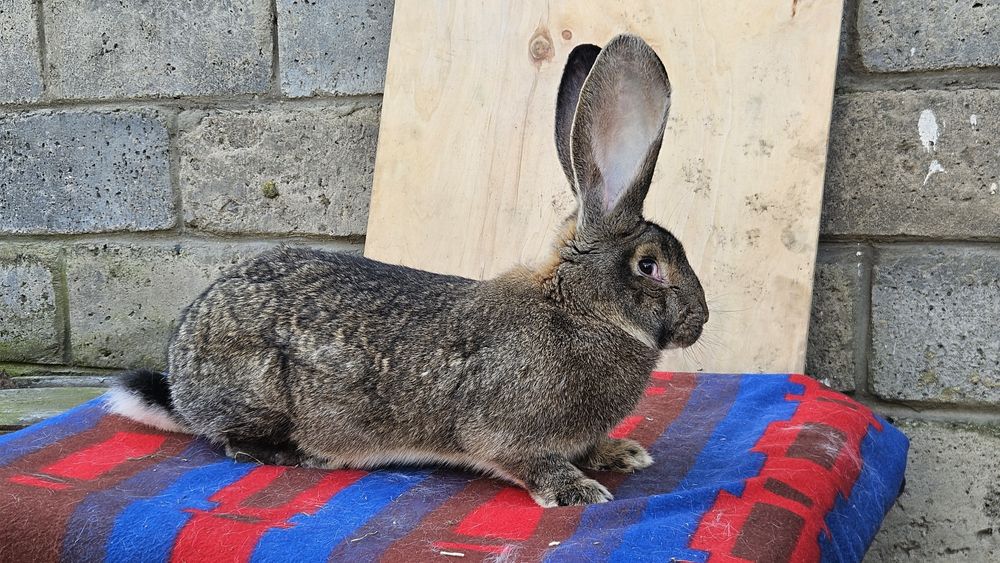 Olbrzym Belgijski Szary samica