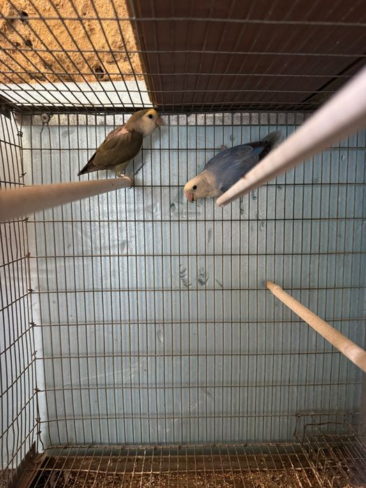 Agapornis varias variedades
