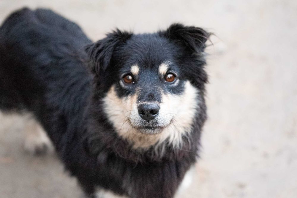 Lawa - piękna, mała suczka szuka swojej rodziny