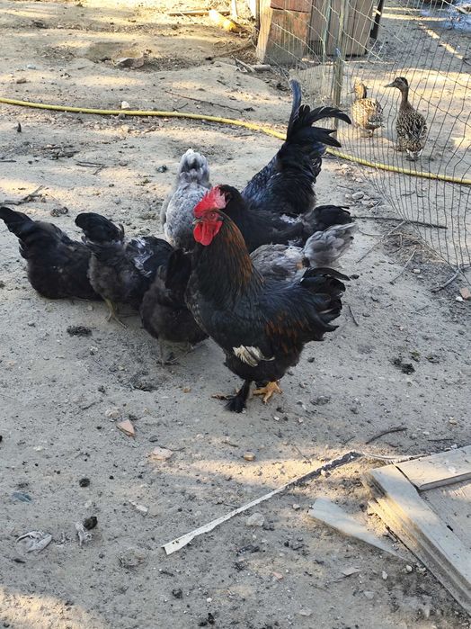 Ovos galinha galados
