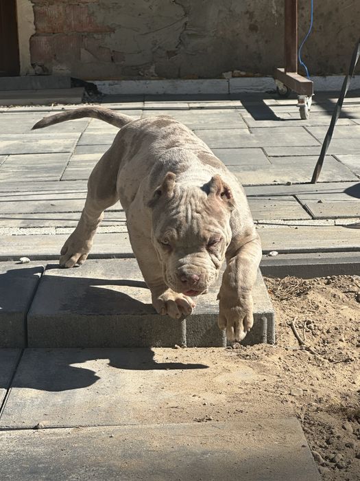 American bully xl