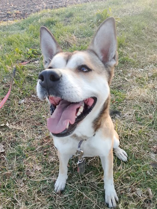 Rachel -sunia do adopcji