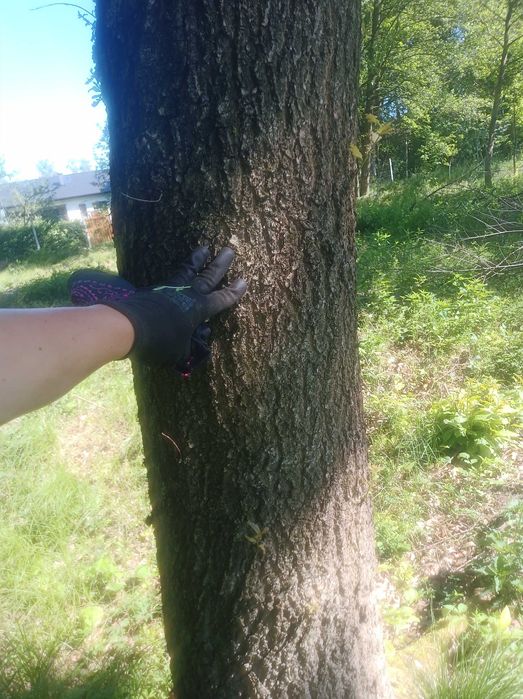 kłody dębowe, dąb