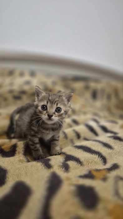 Віддам у добрі руки кошеня