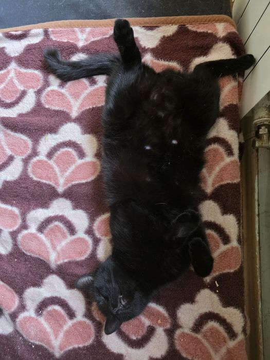 Koty do adopcji Błagamy pomóż Fundacja upada