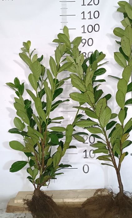 Laurowiśnia novita , caucasica , rotundifolia 40-120cm
