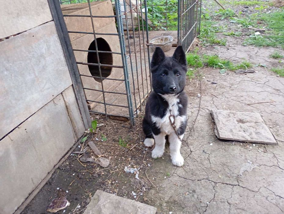 Пропоную русько-європейську лайку кобеля для в'язки