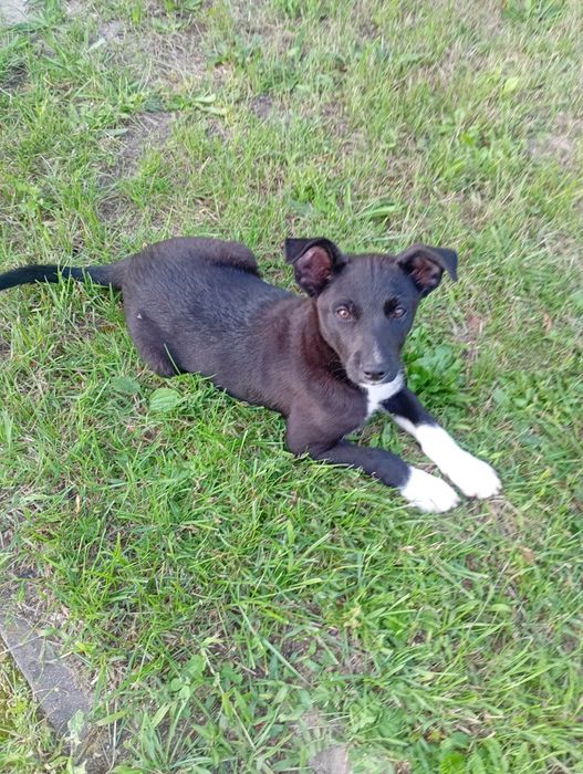 Pies kundel po suce border collie 11 tygodni