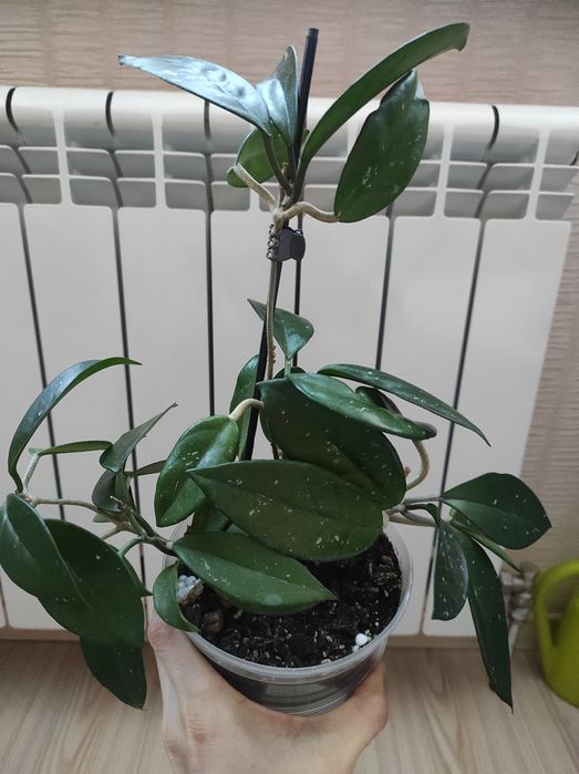 Хойя,хоя карноза,аїхрізон(дерево кохання), кімнатні рослини