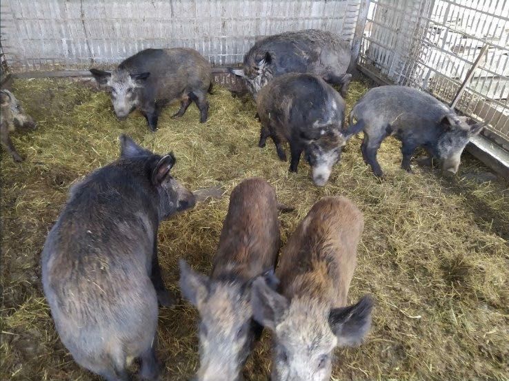 Продам Кабанів різного віку
