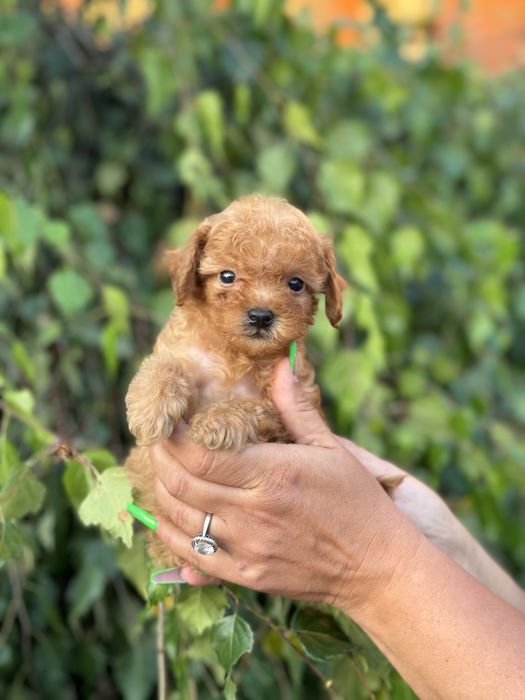 Лялькові Мальтіпу Ф1/Ф2