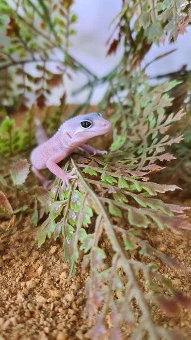 Decoração de Terrario para geckos leopardo