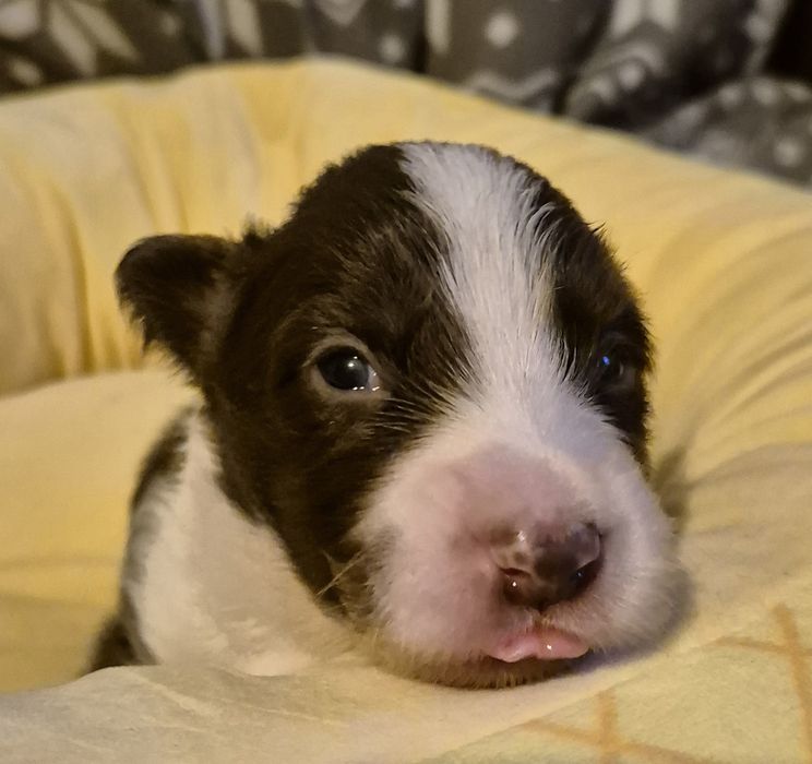 Piesek border collie