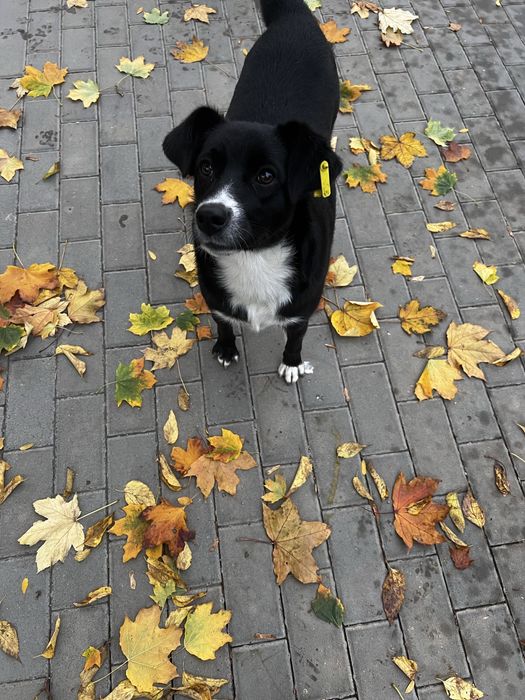 Собачка ищет дом