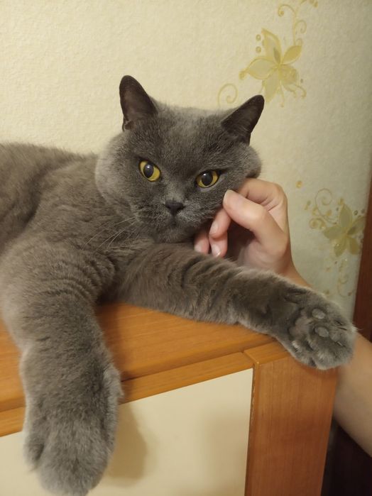 Вибриссы/ котячьи усы