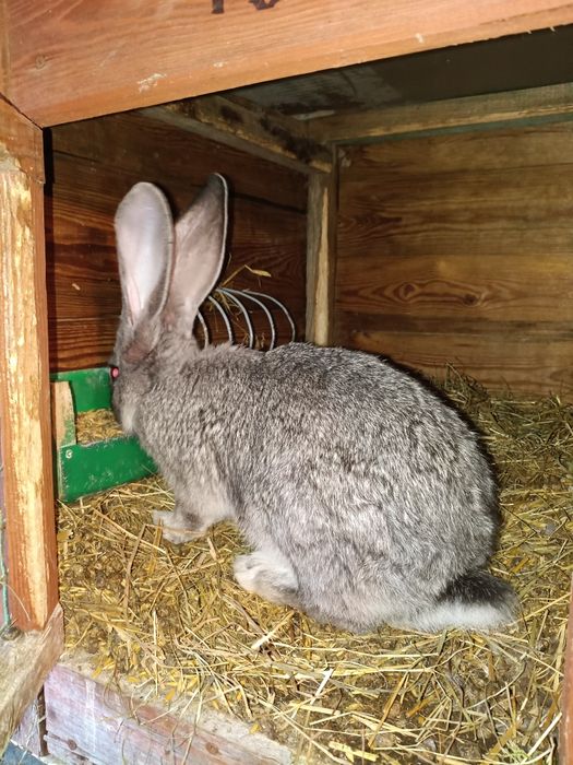 Samczyk Belg Szynszylowaty