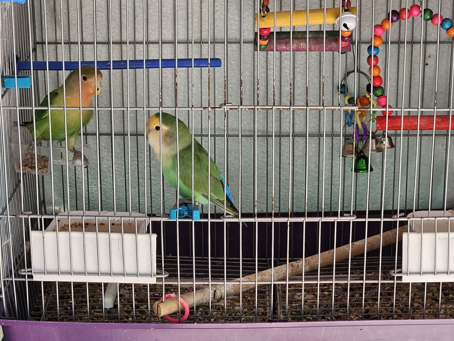 Vendo 2 Agapornis com gaiola