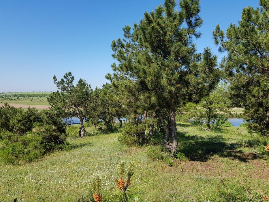 25 соток  в живописном месте, в лесу у реки. Калиновка Витовский р-н