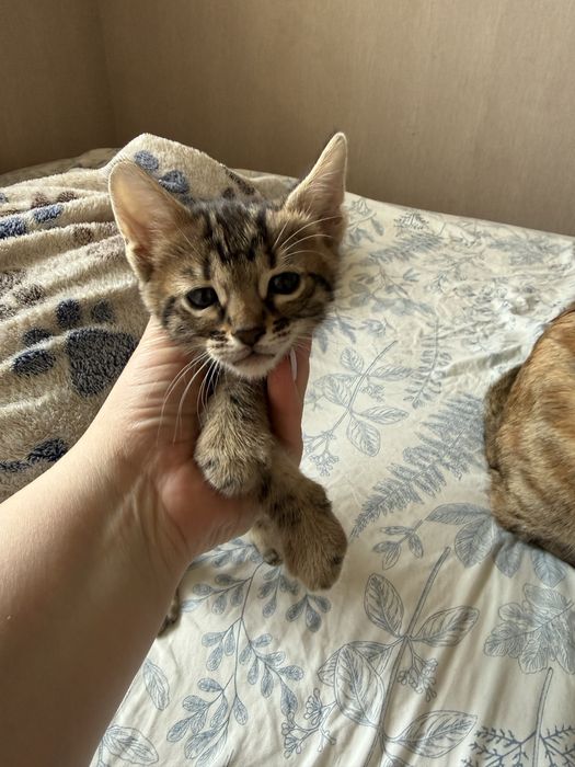 Бенгальські кошенята