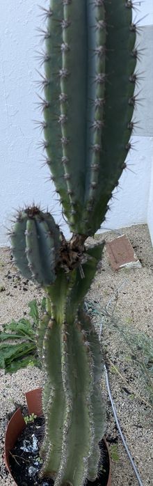 Vários cactos grandes – ideal para jardim mediterrânico