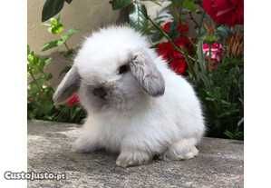 KIT completo, Coelhos anões bebes+Gaiola nova , lindíssimos