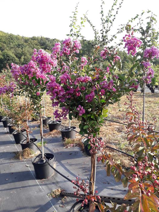 Krzewy lagerstroemii w doniczkach 30l
