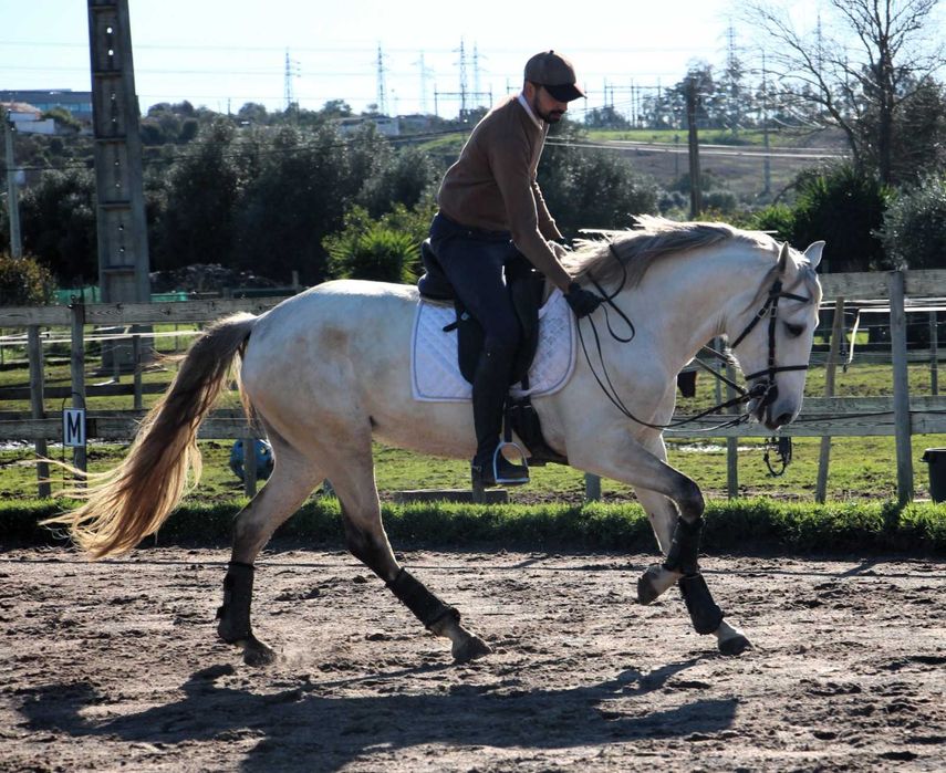 Égua lusitana com muito potencial- 5 anos
