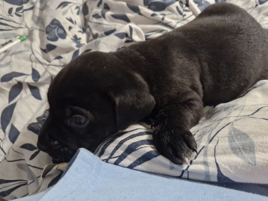 Szczeniaczki do wziecia