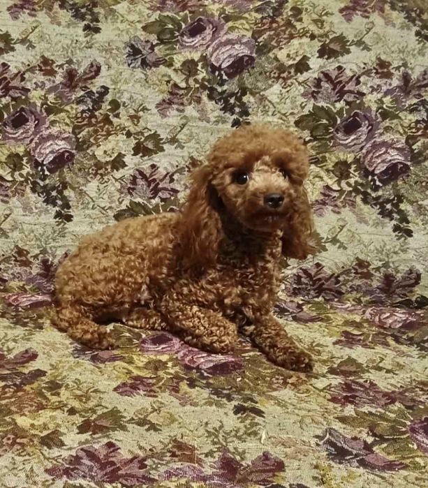 Продаються цуценята Той- пудель