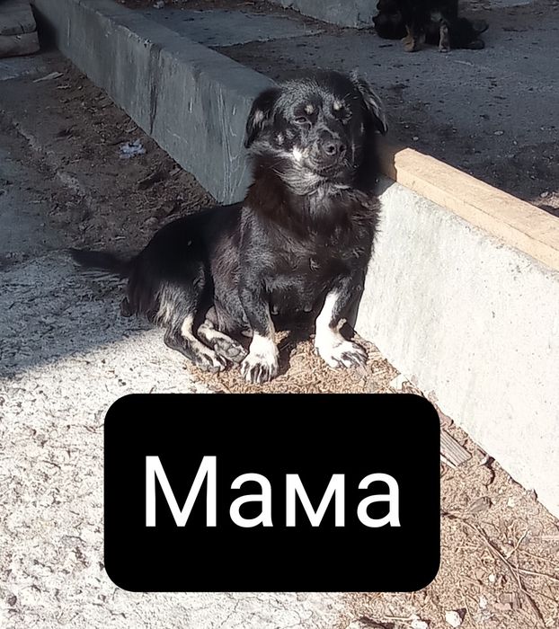 щенята безкоштовно
