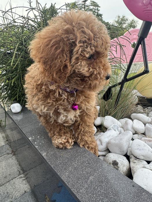 Cavapoo pudelek cavalier
