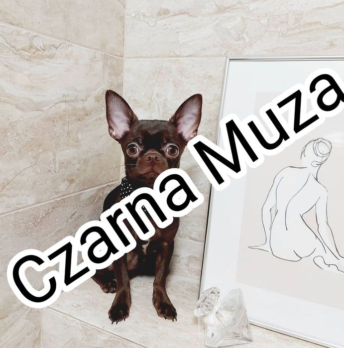 Chihuahua reproduktor