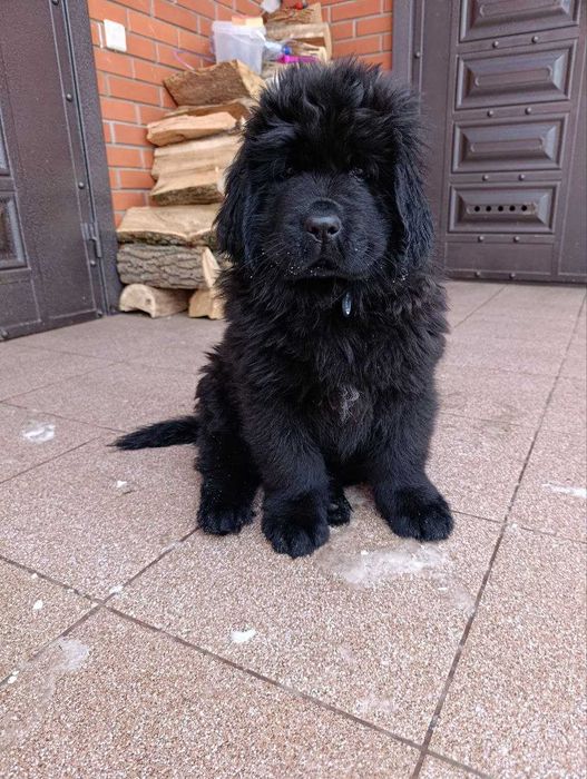 цуценя 2 місячне ньюфаунленд