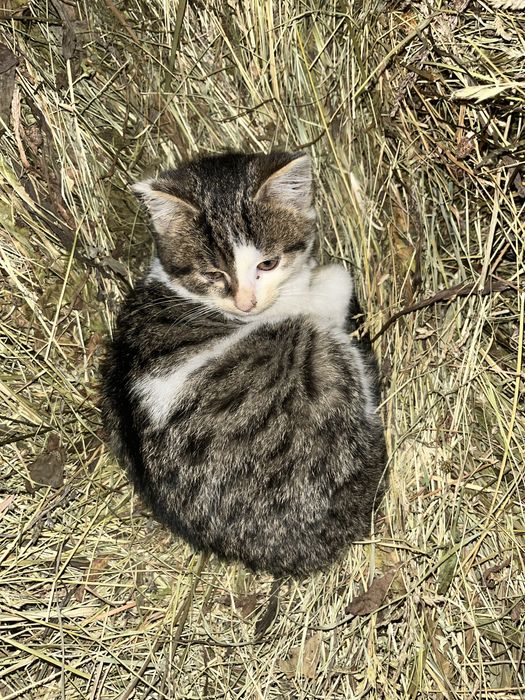 Oddam koty w dobre ręce