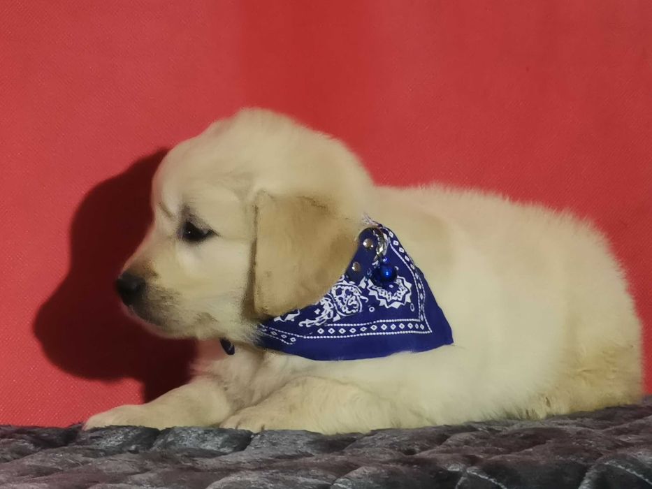 Golden retriever suczka k 9 tygodni