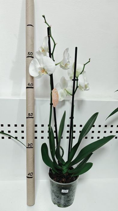 Орхідея фаленопсіс (перецвітає)