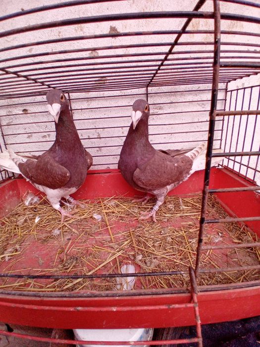 Gołębie Rzeszowskie samce