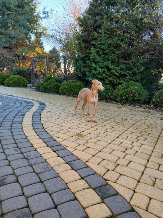 Chart Angielski Greyhound śliczny piesek