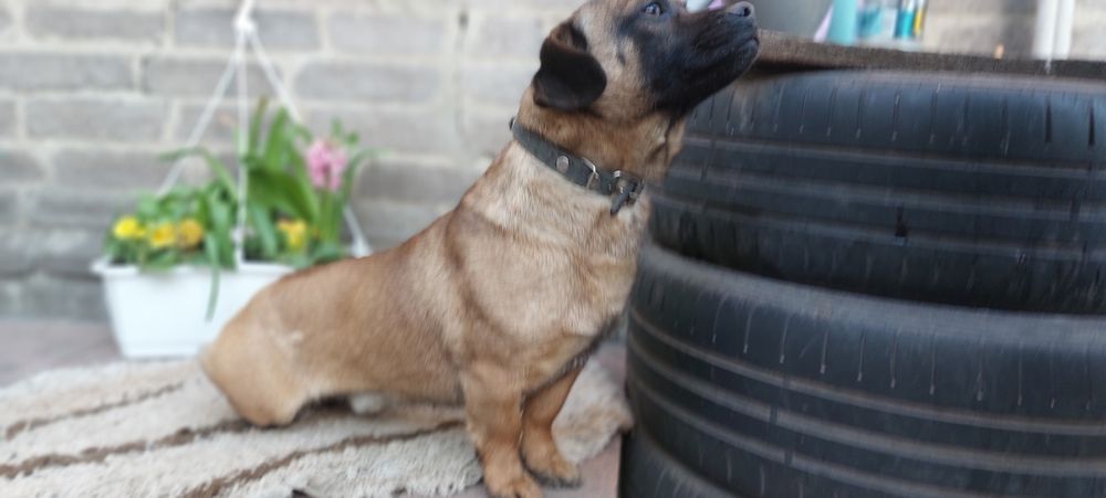 Собачка для охраны в добрые руки