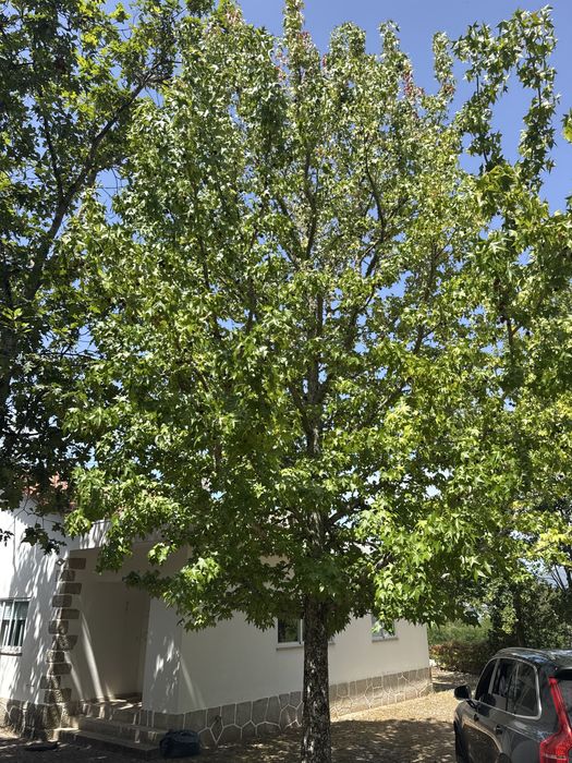 3 Liquidâmbares adultos para transplante – Seixas (Caminha)