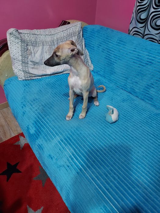 Chart Angielski Whippet suczka