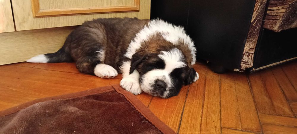 Szczeniak - Bernardyna